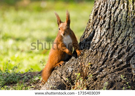 Squirrel in nature. Squirrel portrait