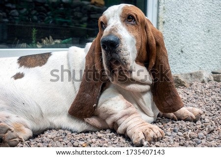 Basset hound dog in the garden