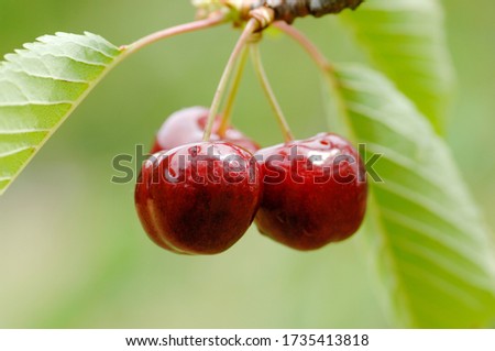red cherry, ciliegia, ciliegia di Lari, Toscana, diet, albero di ciliegie, coltivazione ciliegie