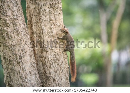 red squirrel in the garden