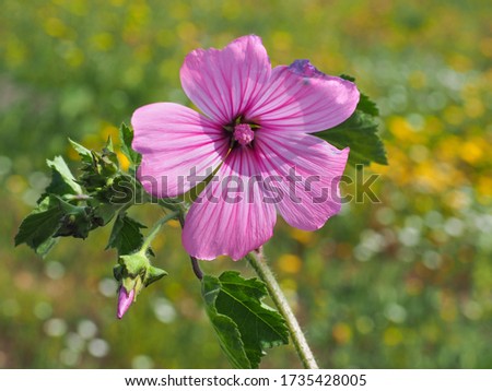 Malva Alcea or wild Mallow, light pink blossom and bud, close up. Cut-leaved or rose Hollyhock, showy flower with bright pink veins is herbaceous, flowering plant in the Malvaceae family