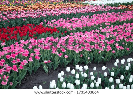 Multicolored vibrant Dutch tulip fields in spring
