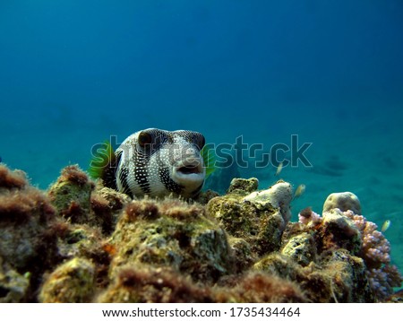 Prickly pufferfish. Fish - a type of bone fish Osteichthyes Pufferfish (Tetraodontidae). Royalty-Free Stock Photo #1735434464
