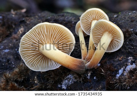 Close-up picture of mushroom, Flammulina is a genus of fungi in the Physalacriaceae family. The genus, widespread in temperate regions, has been estimated to contain 10 species.