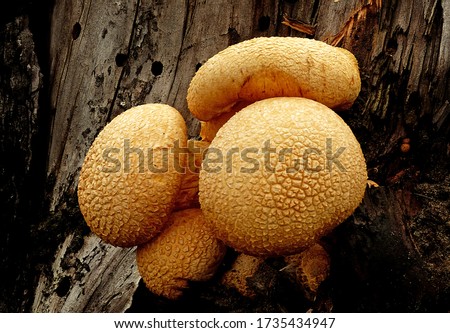 Close-up picture of mushroom, Gymnopilus junonius is a species of mushroom in the family Cortinariaceae. Commonly known as laughing gym, laughing Jim, or the spectacular rustgill