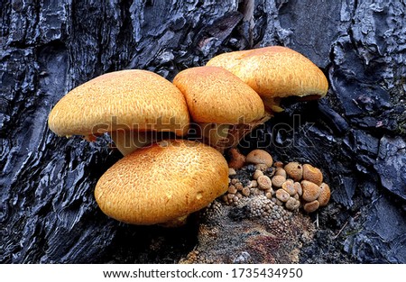 Close-up picture of mushroom, Gymnopilus junonius is a species of mushroom in the family Cortinariaceae. Commonly known as Laughing Gym, Laughing Cap, Laughing Jim