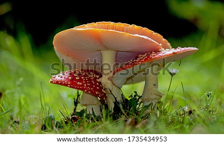 Close-up picture of mushroom, Amanita muscaria, commonly known as the fly agaric or fly amanita, is a mushroom and psychoactive basidiomycete fungus, one of many in the genus Amanita.
