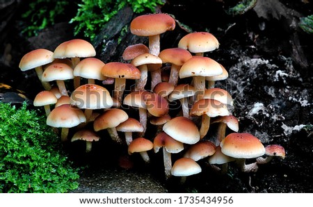 Close-up picture of mushroom, Hypholoma fasciculare, commonly known as the sulphur tuft, sulfur tuft or clustered woodlover, is a common woodland mushroom