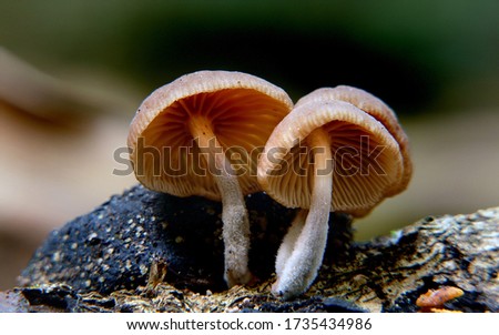 Close-up picture of mushroom, Gymnopilus eucalyptorum is a species of mushroom in the Cortinariaceae family.