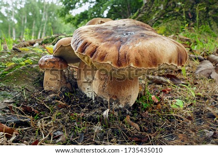 Close-up picture of mushroom, Boletus edulis, known as the Cep, Porcino or Penny-bun Bolete, is a most sought-after edible bolete.