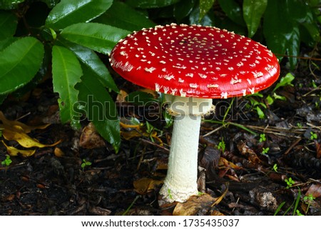 Close-up picture of mushroom, Amanita muscaria, commonly known as the fly agaric or fly amanita, is a mushroom and psychoactive basidiomycete fungus