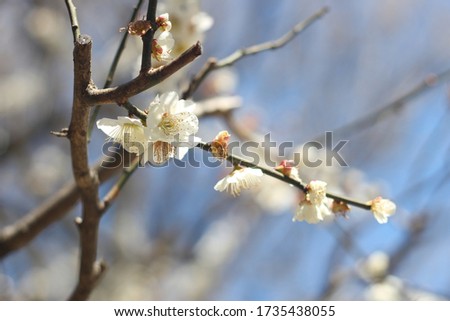Close up of beautiful and cute white plum blossoms, soft focus