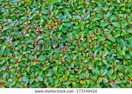   green leaf background