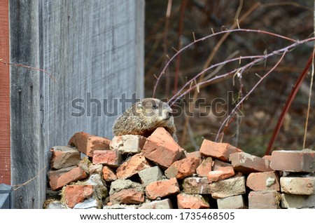 Groundhog perched on tip of a pile of bricks next to a shed surveying the area as it rests