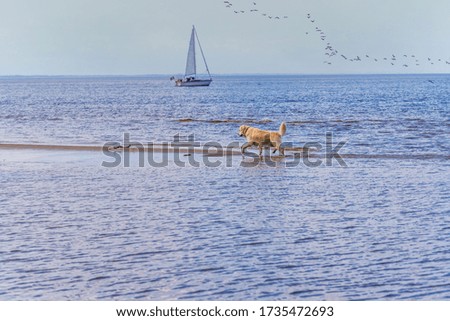 White Golden Retriever on a Baltic Sea Beach on a Sunny Day With a Sailboat