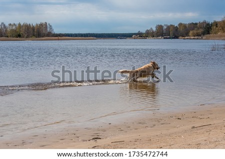 White Golden Retriever on a Baltic Sea Beach on a Sunny Day Fishing