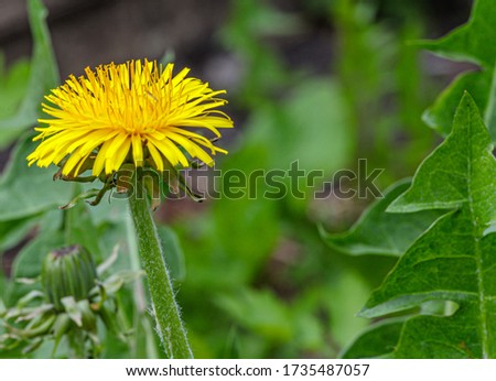 Yellow dandelion on a blurry background of green leaves. The spring garden is full of dandelions, covering the ground with a yellow carpet.