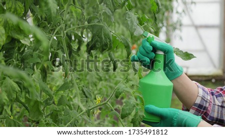 Close-up shot: woman is spraying water on plants in a greenhouse using a spray bottle. Family business concept.