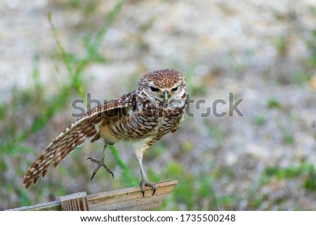 Single Burrowing Owl portrait perched, South West Florida Wildlife, Cape Coral, Royalty free image, Protected Species, Bird of prey, Conservation