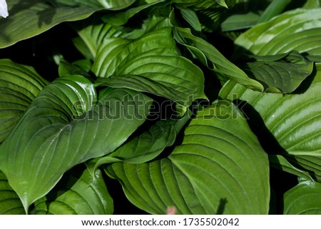 Wide leaves of the bush. Nature. Close-up.