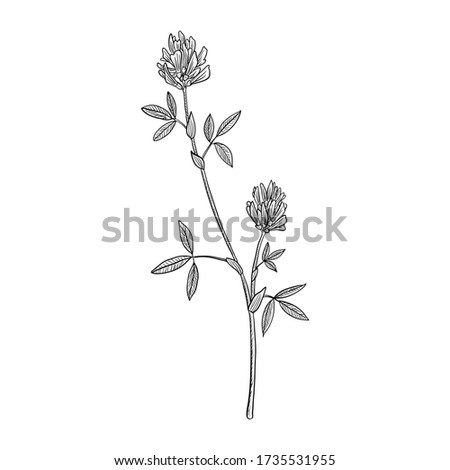 vector drawing alfalfa, flower of lucerne, Medicago sativa , hand drawn illustration Royalty-Free Stock Photo #1735531955