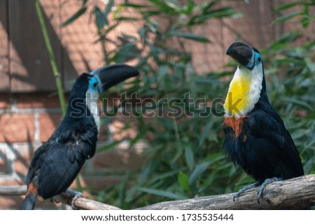 two yolk toucans in portrait