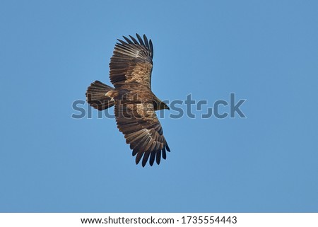 Birds of prey - Lesser Spotted Eagle flying against the blue sky (Aquila pomarina)