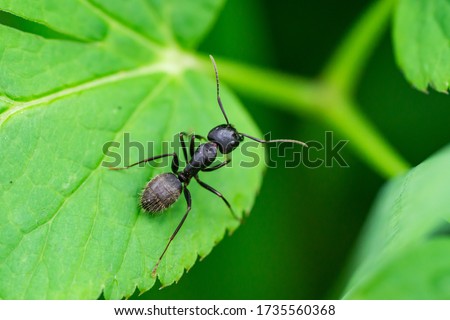 Black Carpenter Ant on Leaf Royalty-Free Stock Photo #1735560368