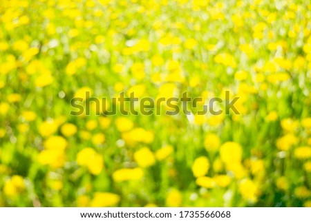 Blurred background of dandelion field in sunny day. Meadow of bright yellow dandelions and green grass with bokeh effect. Summer concept.
