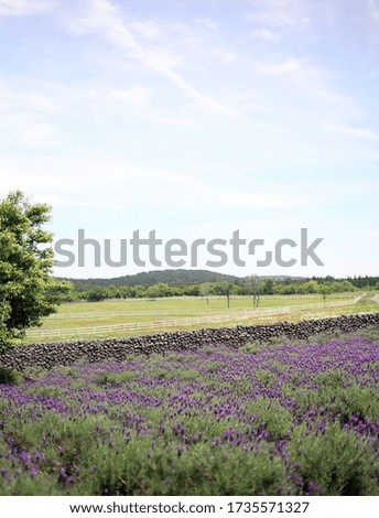 wide open blooming lavender garden