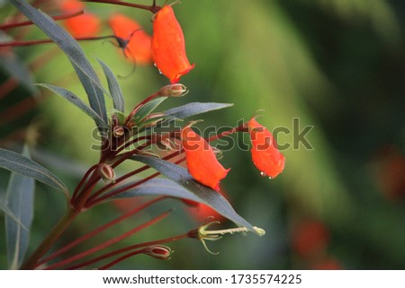 beautiful orange flower in the garden