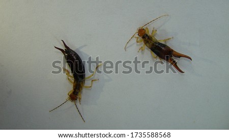 Earwigs | Female on the left, male on the right.
Close up of Earwig on white background
insect isolated
Closeup earwigs
Earwigs will use their pincers to defend themselves.
 insects, animals, animal