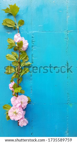 Pink flowers on a blue wooden background
