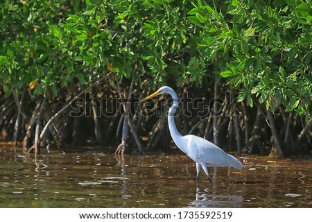 heron mangrove, wildlife, white heron in the jungle Royalty-Free Stock Photo #1735592519