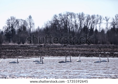 migratory birds flock of geese in the field, landscape seasonal migration of birds, hunting