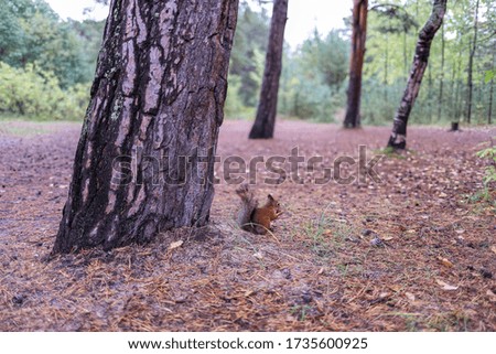 Sciurus vulgaris. Squirrel in a forest clearing. Feeding from your hand. Curious. The pine forest of the island of Yagry. Severodvinsk. Autumn day.