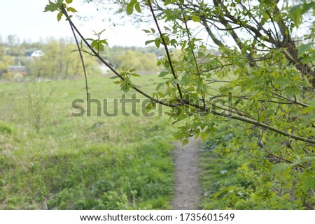 Branches with young leaves on the background of the path leading to the village.