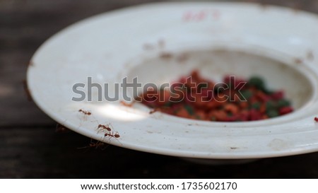Old white dish, inside with cat food grain, red ant colony