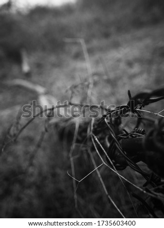 barbed wire sad forest war