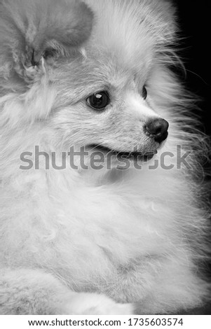 Cream color fluffy pomeranian spitz puppy dog against black background in studio