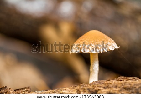 Mushroom Kingdom . Picture of a wildlife forest mushroom in the woods of Bavaria in Germany in fall. Picture was taken on a warm September day.