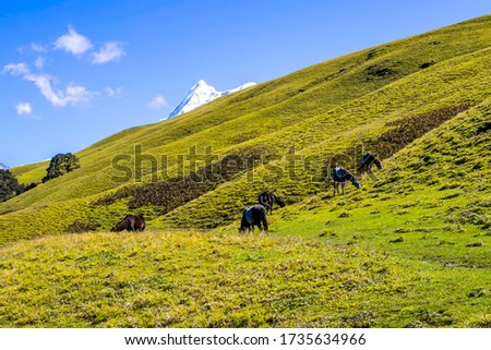 Roopkund, Uttarakhand, India - Vast Green field of Didna valley. Green meadows in Roopkund Trek. Snow mountains in Uttarakhand, India. It is located in lap of Trishul massif. Famous glacial lake Trek.
