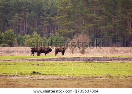 European bison wandering through the meadow in front of Białowieza Forest. Podlasie. Poland.