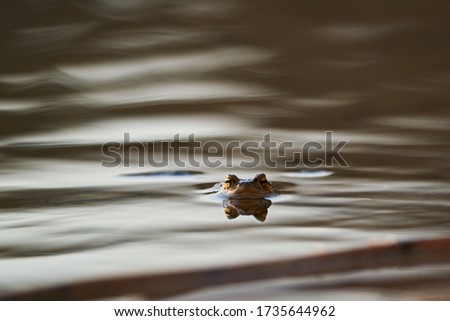 Head of amphibian animal with beautiful eyes, common toad or european toad, in latin bufo bufo observing surroundings. Frog swimming in the calm water of the lake during the sunny spring sunset.