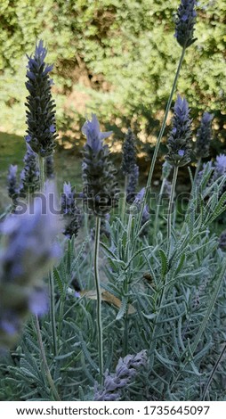 Close picture of wild lavender flowers