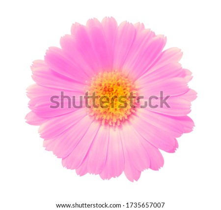 pink flower on a white background 
