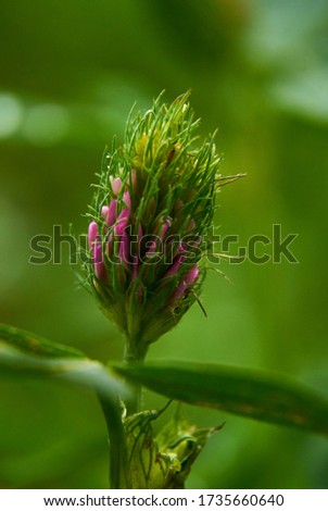 clover flower bud in spring macro