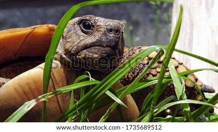 Beautiful land turtle in the grass