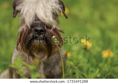 The Cesky Terrier and the dandelion Royalty-Free Stock Photo #1735691288