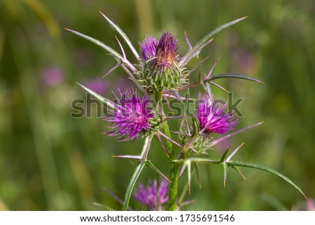 Notobasis syriaca (Syrian Thistle) the sole species in the genus Notobasis, is a thistle-like plant in the family Asteraceae